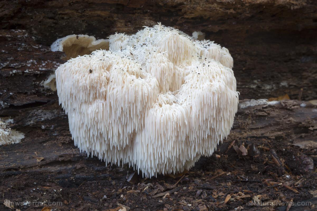 Lion’s mane mushroom: The exotic functional mushroom that boosts brain health and provides many other health benefits   – NaturalNews.com