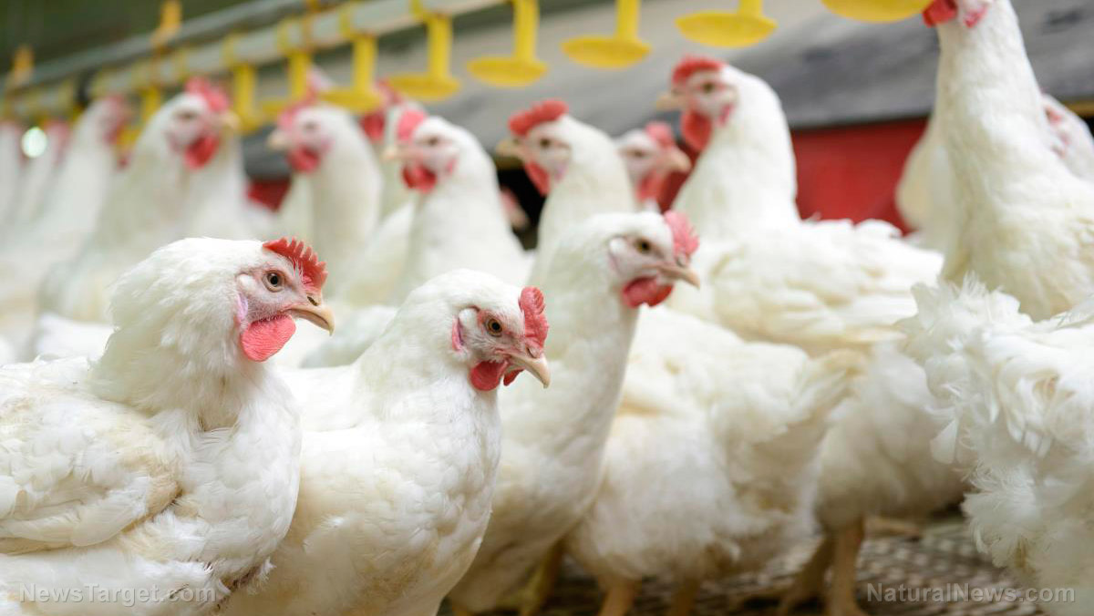 Bureaucrats slaughter millions of chickens amid “bird flu” fakedemic   – NaturalNews.com