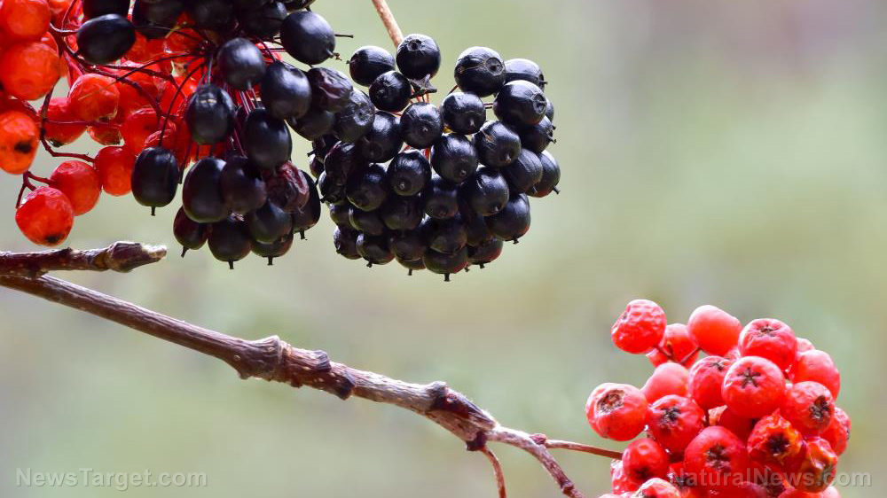 Polysaccharides from ginseng berries demonstrate strong immune-enhancing effects   – NaturalNews.com
