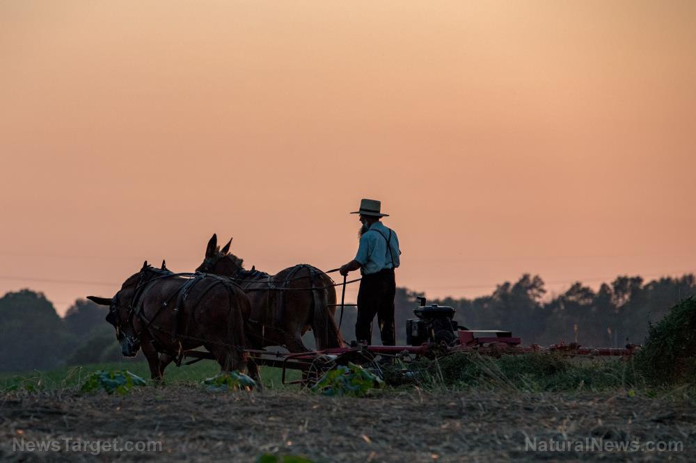 Discover Amish secrets to living without electricity   – NaturalNews.com