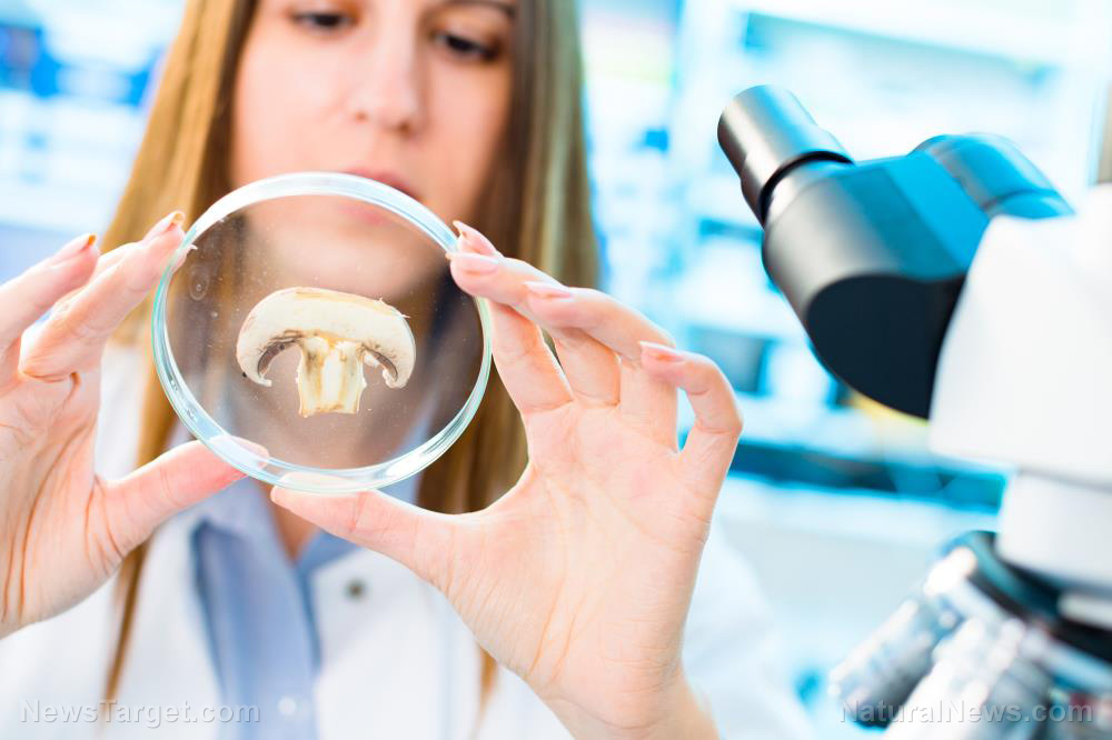 Study suggests ergothioneine in mushrooms can help extend your lifespan   – NaturalNews.com