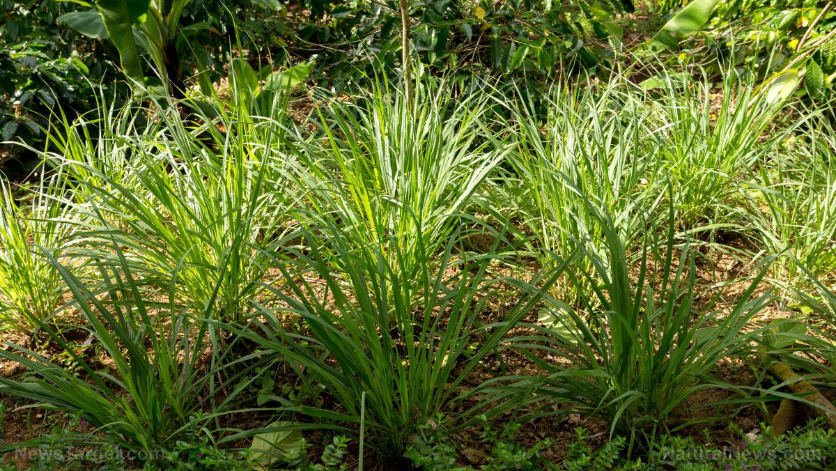 How to use and plant lemongrass, a powerful medicinal plant   – NaturalNews.com