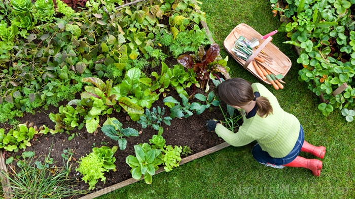 Garden fresh: Low-effort planting and chemical-free pest control   – NaturalNews.com