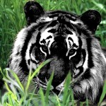 Champion Tiger Shere Khan Profile Picture