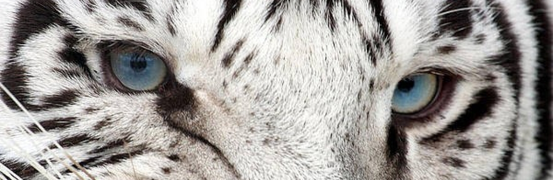 Champion Tiger Shere Khan Cover Image