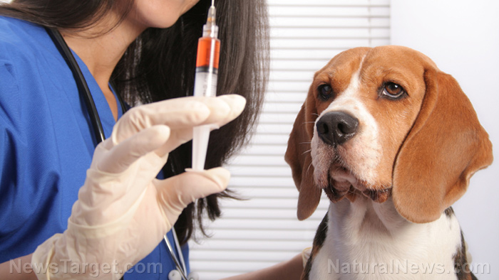 “The Truth About Pet Cancer” on BrightU: How a crusading veterinarian was persecuted for exposing the rabies vaccine “money machine”   – NaturalNews.com