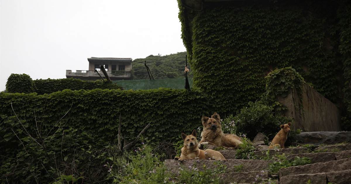 These Brave Dogs Are Moving the Internet to Tears