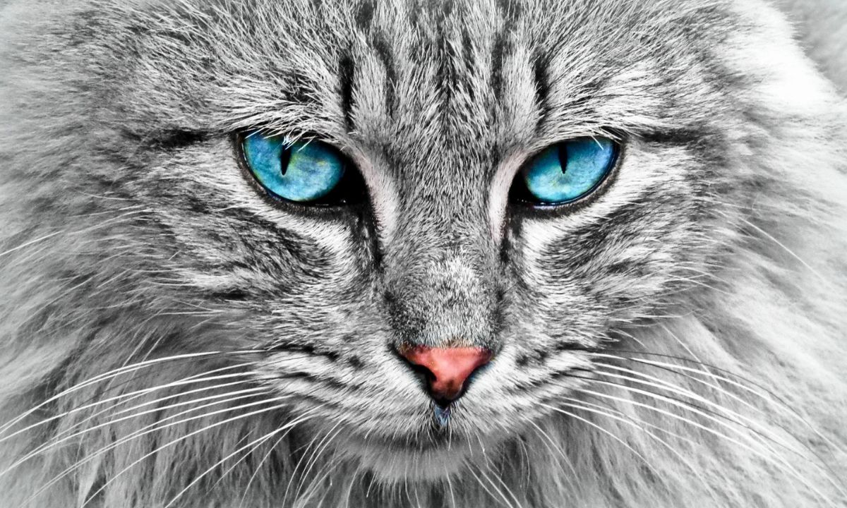 Petflation: Pet Owners Face $2,360 Average Spend As Industry Hits $165 Billion
