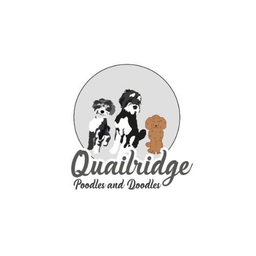 quailridgepoodlesanddoodles Profile Picture