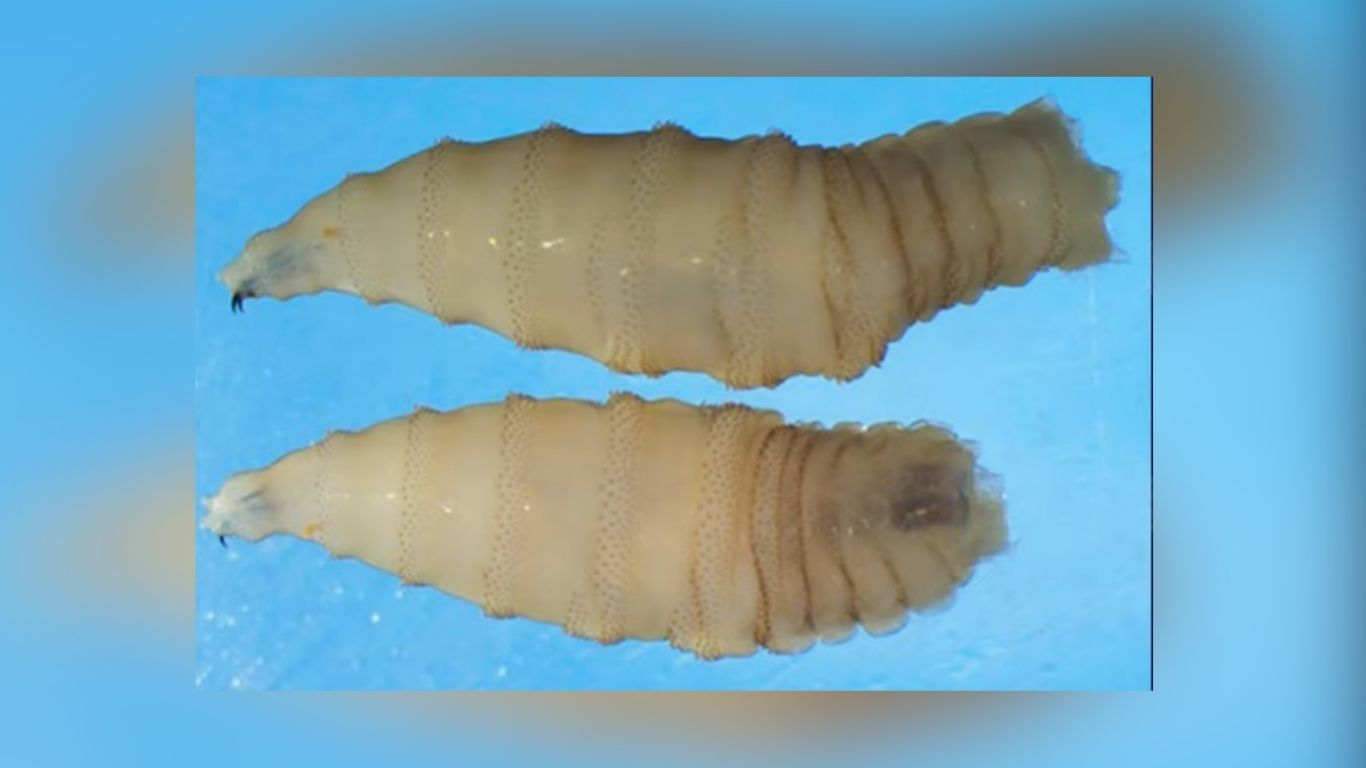 Emergency Pet Treatment Authorized As Screwworm Hits Texas