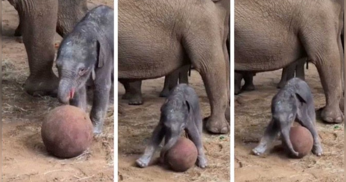 Endangered Asian Elephant Gives Birth in UK Zoo, Her Baby Goes Viral by Playing With Ball as World Cup Kicks Off (VIDEO) * The Gateway Pundit * by Paul Serran