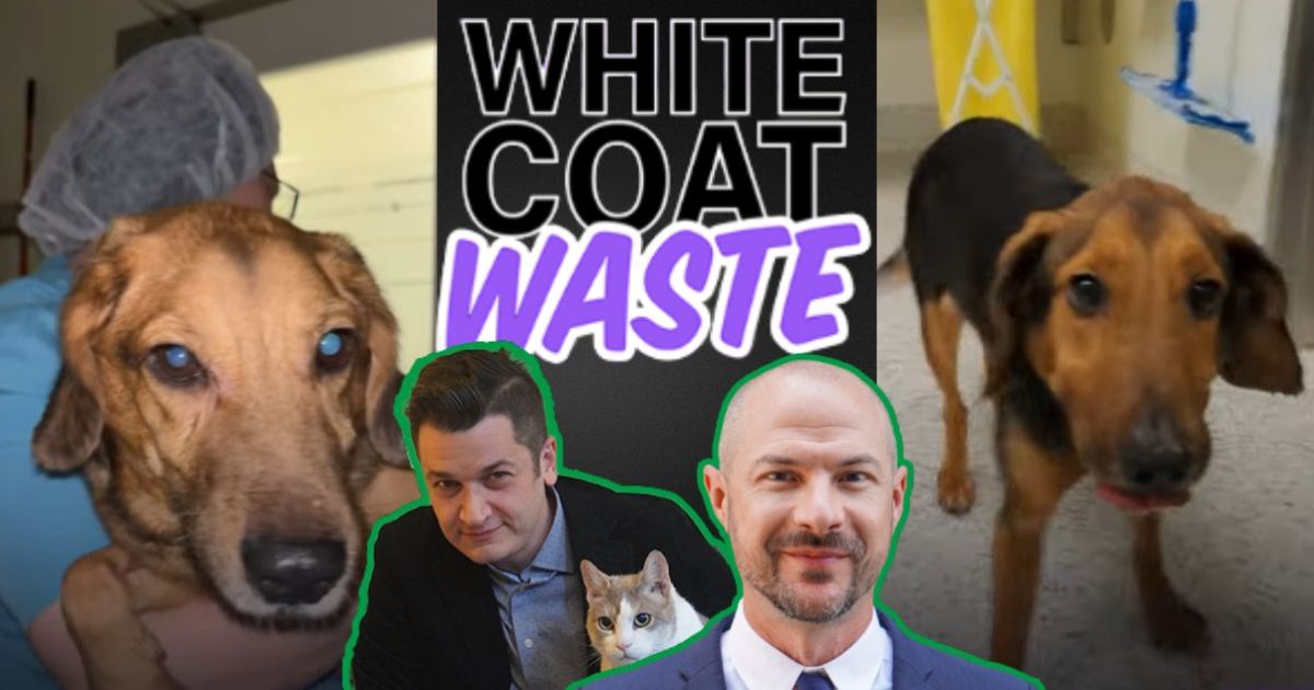 University of Washington Confirms that NIH-Funded Muscular Dystrophy Experiments on Dogs Have Ended After White Coat Waste Investigation * The Gateway Pundit * by Cassandra MacDonald