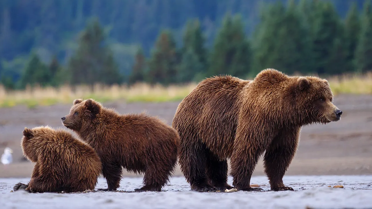 Wyoming Takes Back Grizzly Bear Management As Federal Rule Shifts