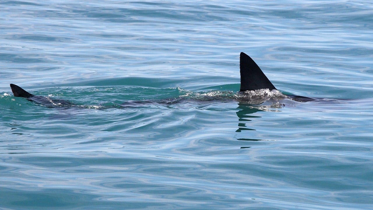 ER Doctor Shares Shark Bite Survival Tips, Stop Bleeding Fast