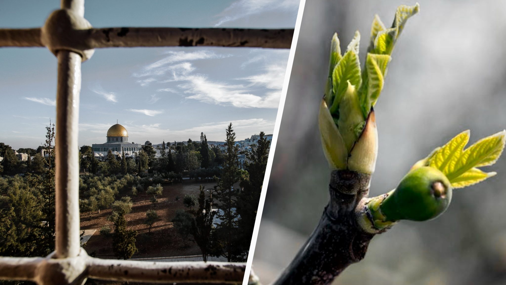 The Fig Tree: Within The Span Of A Generation, Israel Will Bud As A Nation And  Look Upon The One Whom They Pierced - Harbinger's Daily