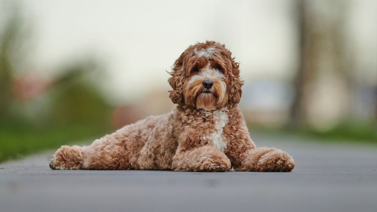 Paxton Probes Lone Star Pups Over ‘10-Year’ Health Guarantee
