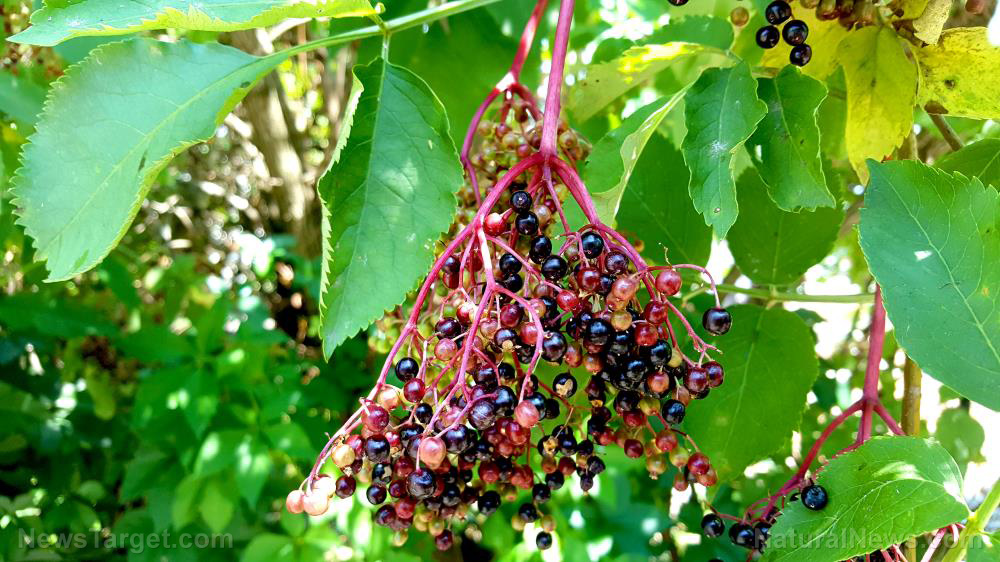 Nature’s dynamic duo: Why ginger and elderberries are ultimate health powerhouses