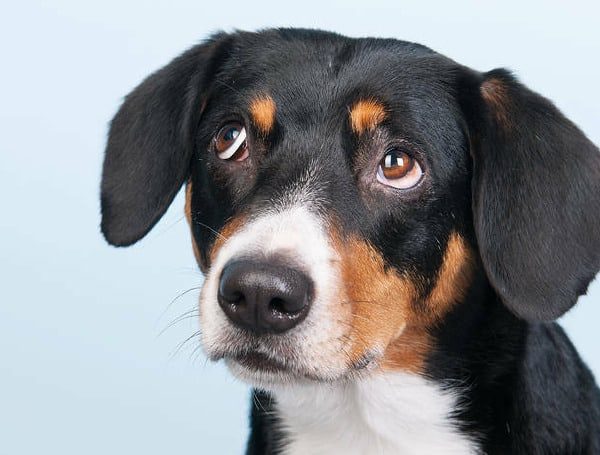 SPCA Florida Joins Clear The Shelters Adoption Drive