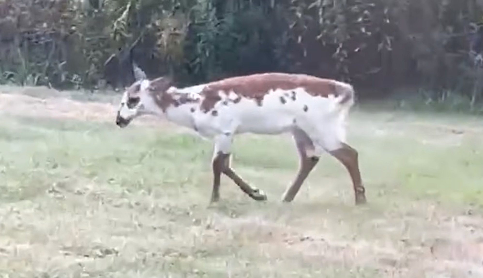 A 1-in-1,000 Sighting: Rare Piebald Deer Caught on Camera in Maine | Whiskey Riff