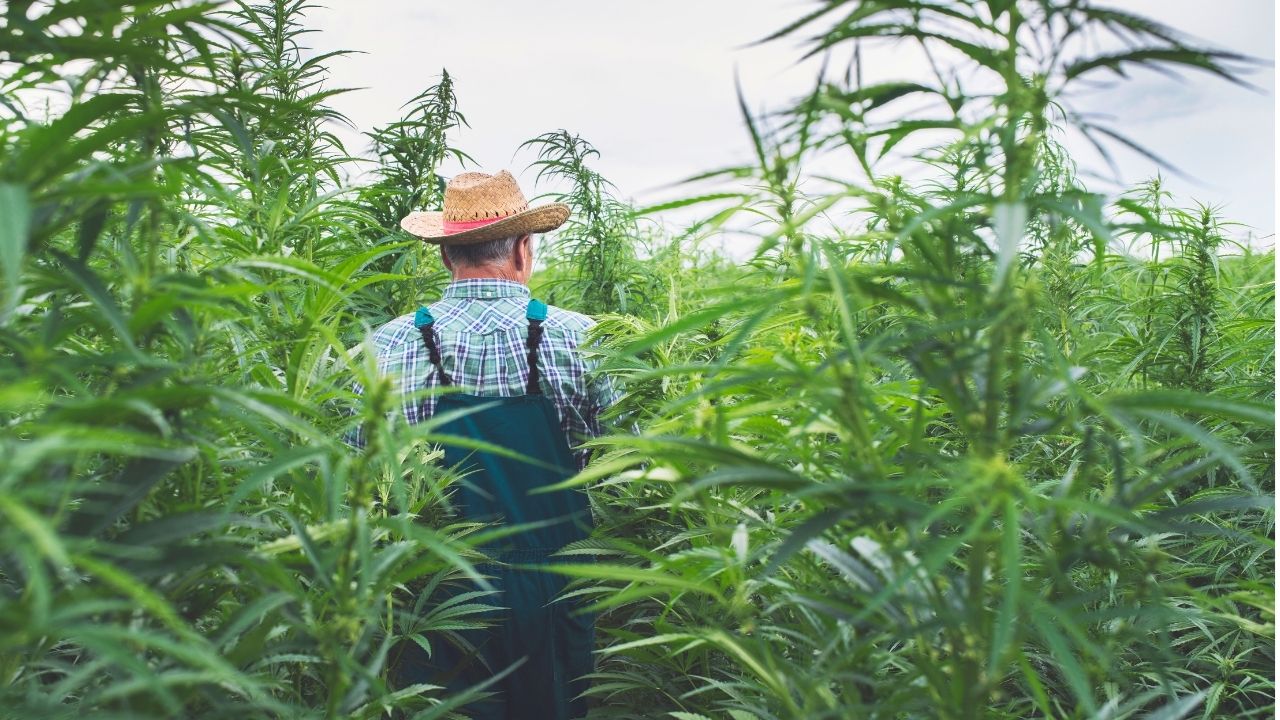 Proposed Hemp Ban Delay Survives: Senate Votes 90-6 To Push Restrictions Back One Month
