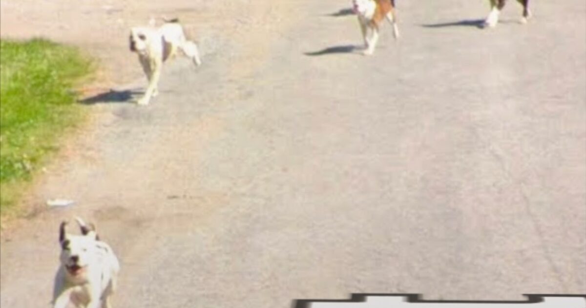 HORROR: Pack of Pitbulls That Terrorized Community For Years Fatally Mauls Elderly Illinois Man – Photo of Killer Dogs Caught on Google Street View Images! * The Gateway Pundit * by Cristina Laila