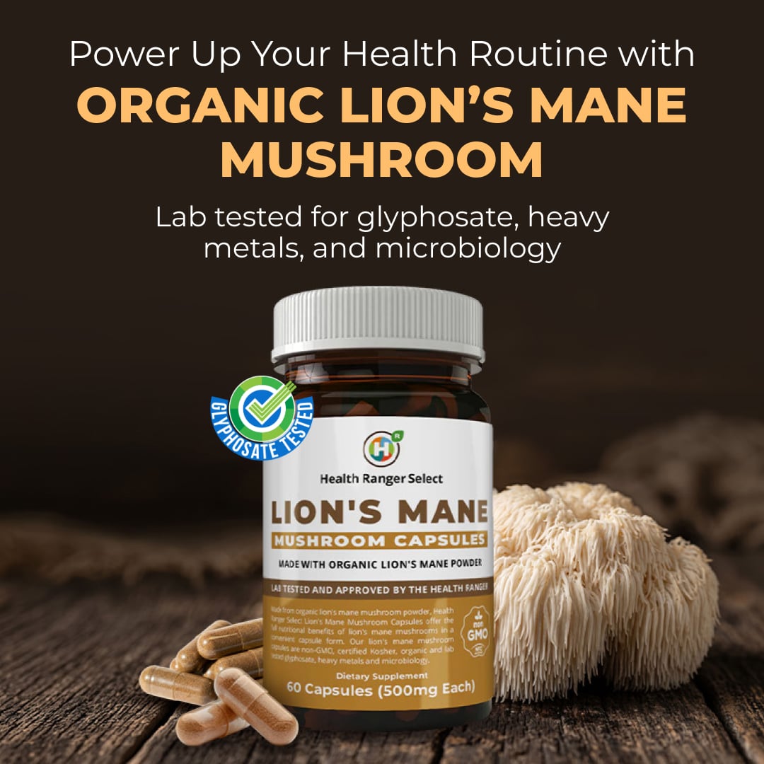 Add Organic Lion’s Mane Mushroom Nutrition to Your Daily Routine