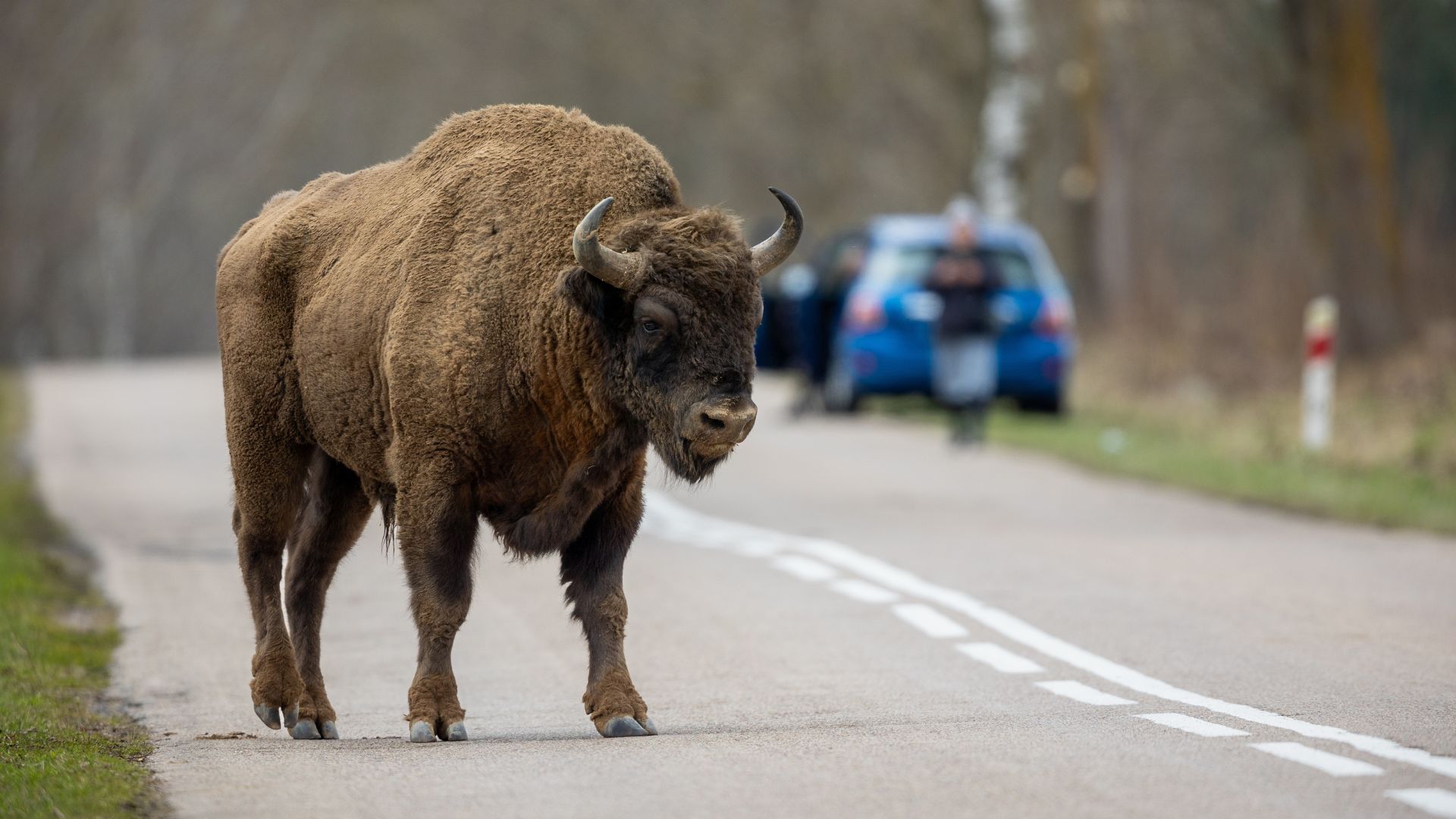 Wild Video Captures Giant Bison Flattening Tourist, Refusing to Let Him Escape [WATCH]