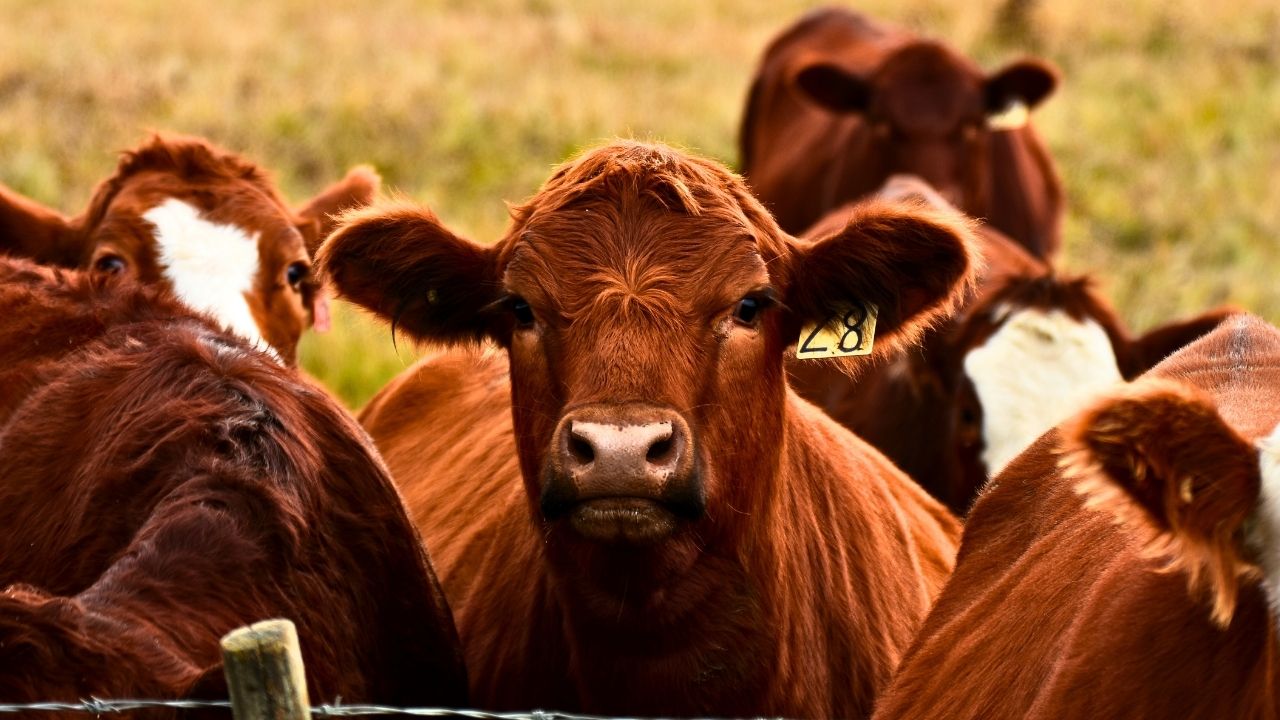 Trump Pushes Plan To Let Ranchers Process Their Own Meat