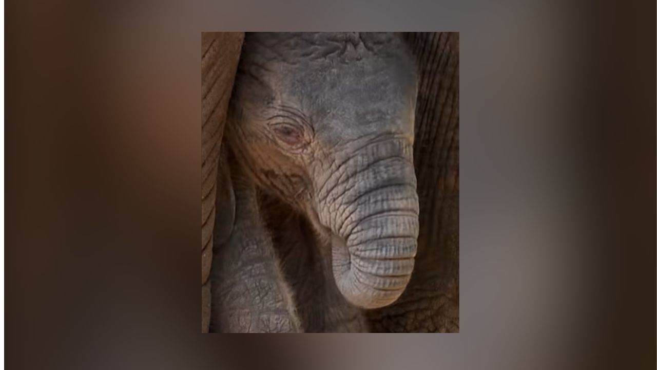 Elephant Mlilo Gives Birth To New Male Calf At Dallas Zoo After 21-Month Pregnancy