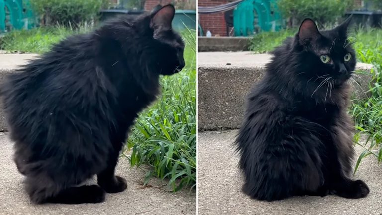 Bloomington rescue cat Meemers with short spine syndrome goes viral