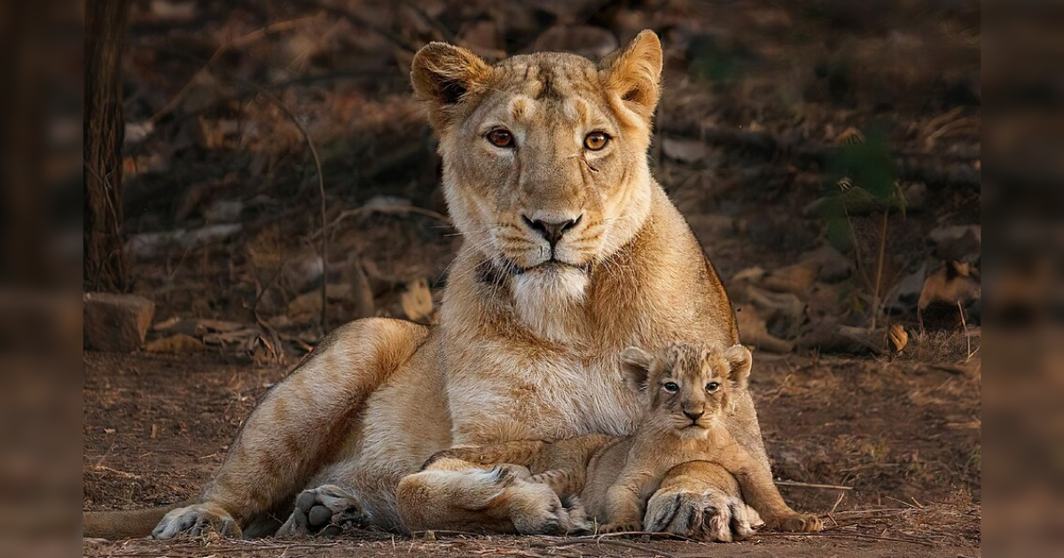 Two Lions Are on the Loose in Indiana and Authorities Have No Idea Where They Went * The Gateway Pundit * by Anthony Scott