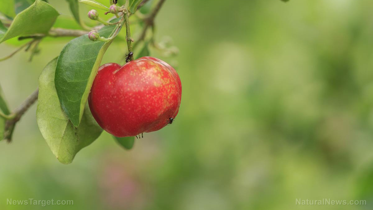 Acerola cherry: The vitamin C superfruit with powerful health benefits   – NaturalNews.com