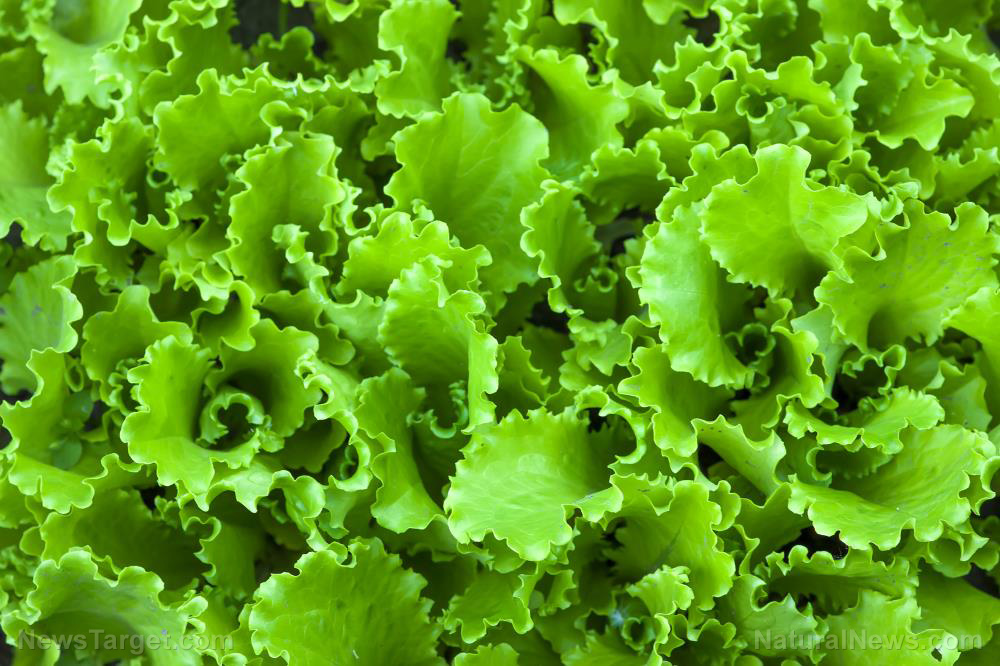 The leafy green revolution: Why lettuce deserves more than a garnish role