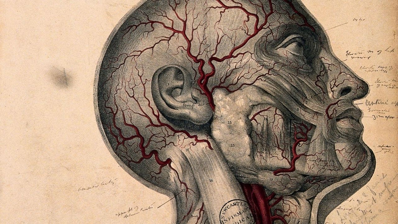 Harvard University Settles For $53 Million Over Stolen Faces, Brains And Skin