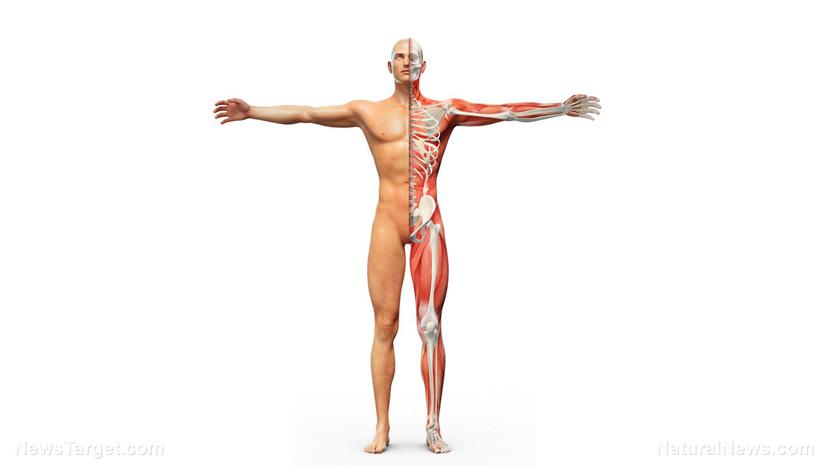 “ATB Personal Restoration Class” on BrightU: The second cycle – where the body’s hidden “balance” system begins   – NaturalNews.com