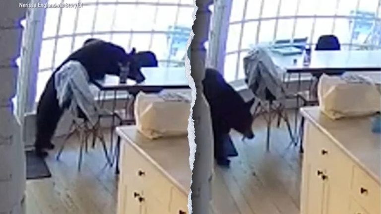 Colorado Springs family finds bear eating breakfast in their kitchen