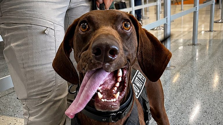 Bolt the TSA canine brings a smile to DFW travelers as 2026 Cutest Canine
