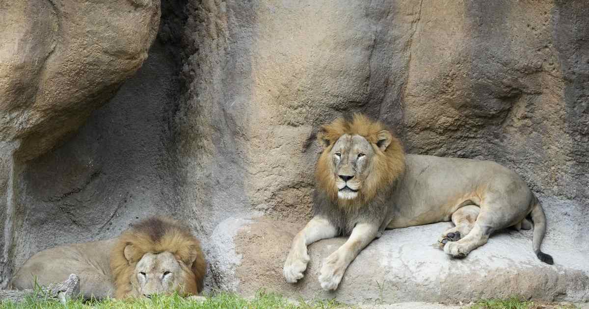 Madison County Deputies Hunt Two Lions, Probe Illegal Ownership - The Joe Messina Show