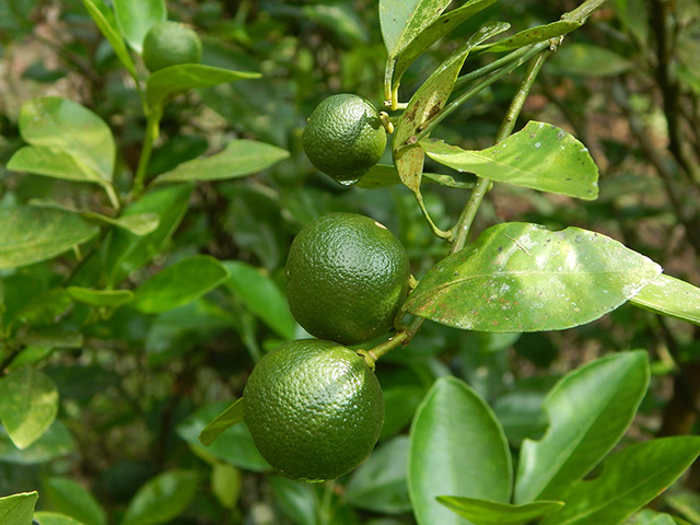 The power of Calamansi: A tiny citrus fruit packed with big health benefits   – NaturalNews.com
