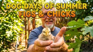 Summer Survival: Navigating Drought and Predators in the Garden