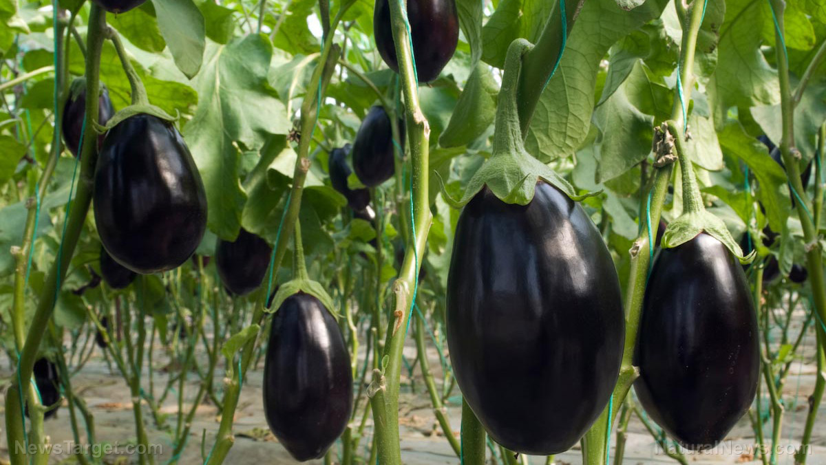 Eggplant’s hidden power: The purple produce that fights disease at the cellular level