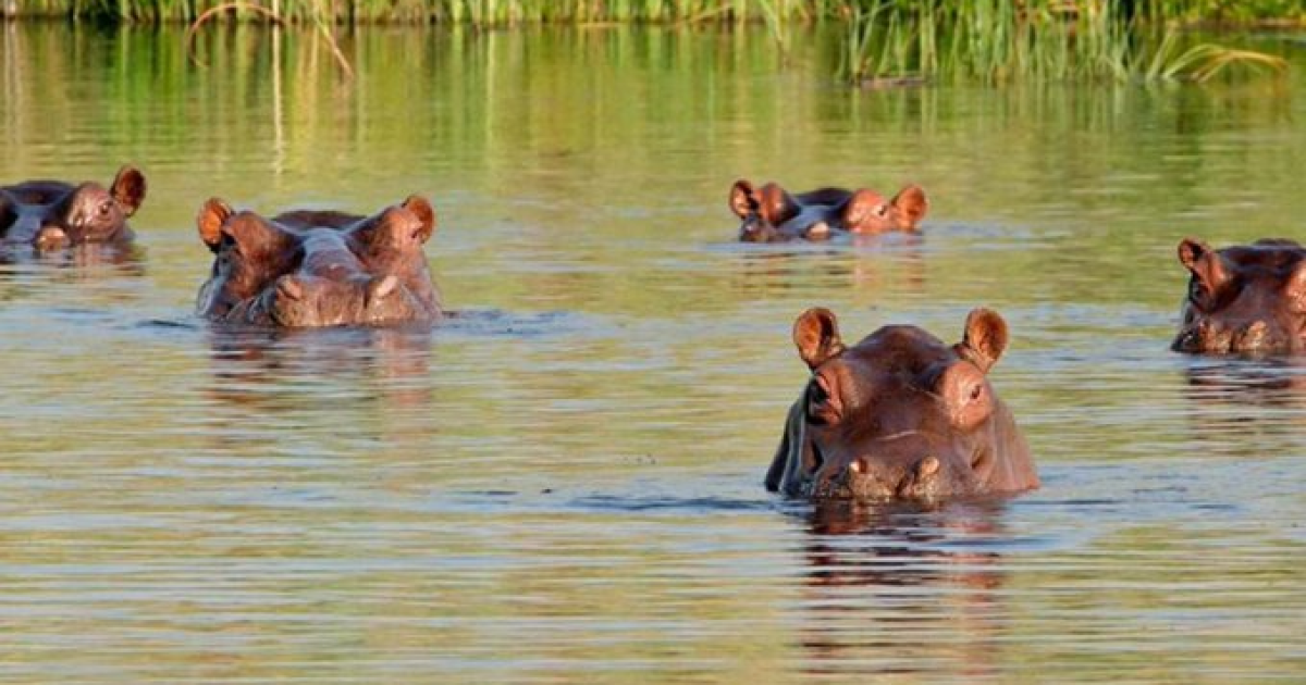Insane Viral Videos Show Aggressive Hippos Overturning One Boat, Chasing Another in Africa * The Gateway Pundit * by Paul Serran