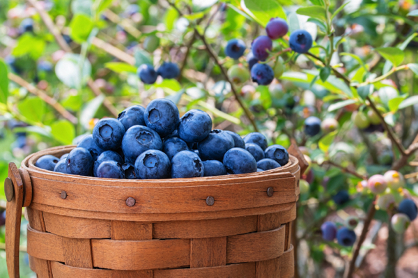 Blueberry compound linked to memory protection in new review of human trials   – NaturalNews.com