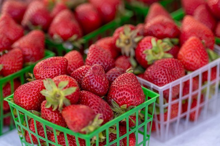 Trump administration probes Mexican strawberry imports, could raise U.S. prices