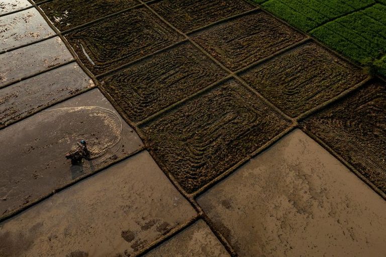 Strong El Niño Forecast Raises Risks for Cocoa, Coffee and Sugar Markets