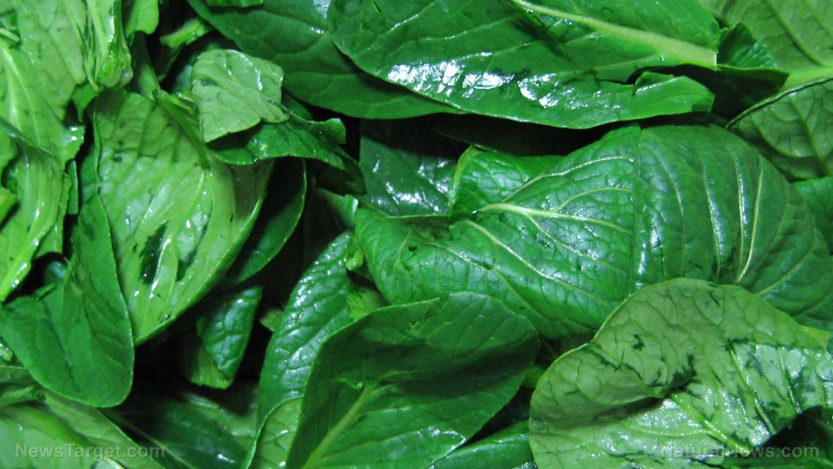Leafy greens emerge as single most potent food for dementia prevention in massive analysis   – NaturalNews.com