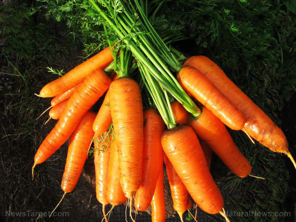 The powerhouse root: How carrots boost health from eyes to immunity   – NaturalNews.com