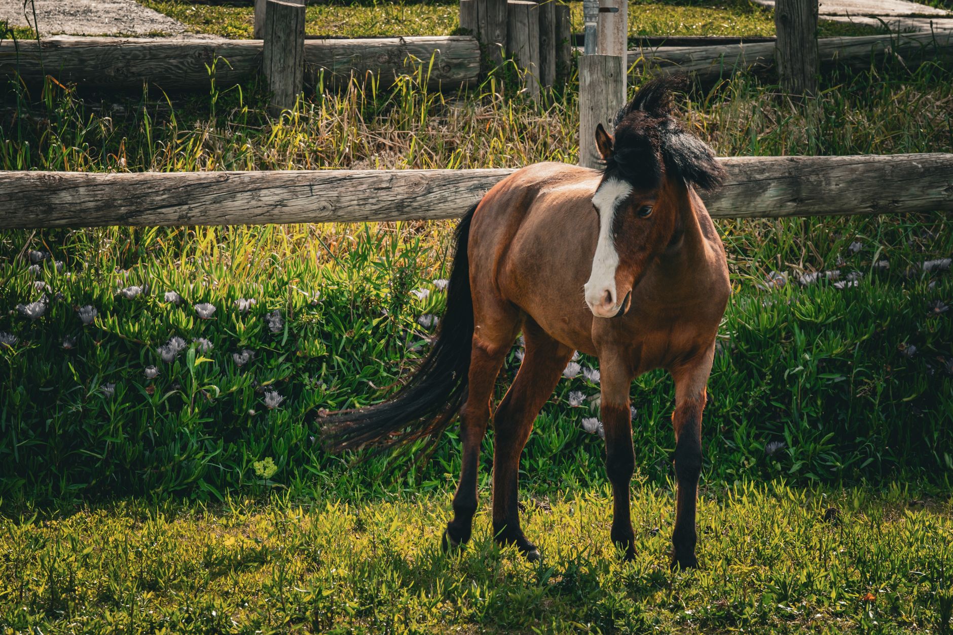 Saddle Up and Slow Down: Mustang Creek Estates Equestrian Park Is Burleson’s Most Unexpected Afternoon