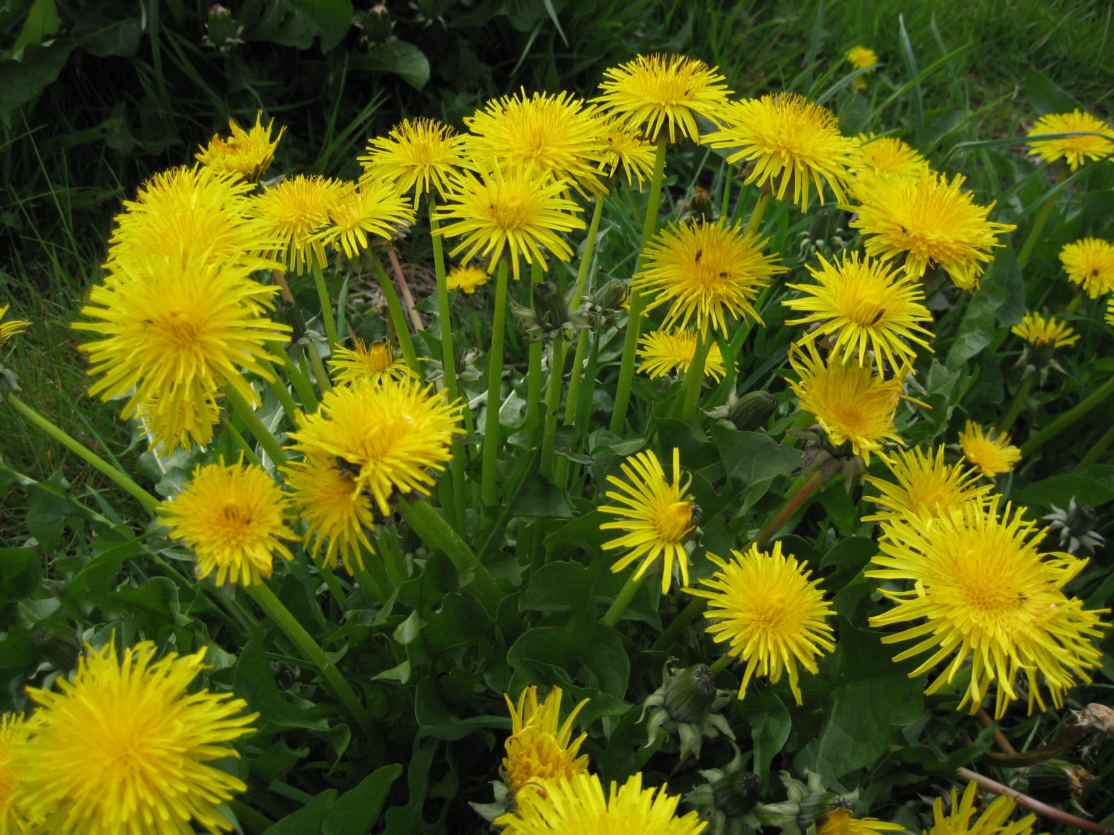 Why the dandelion you killed yesterday could save your liver tomorrow   – NaturalNews.com