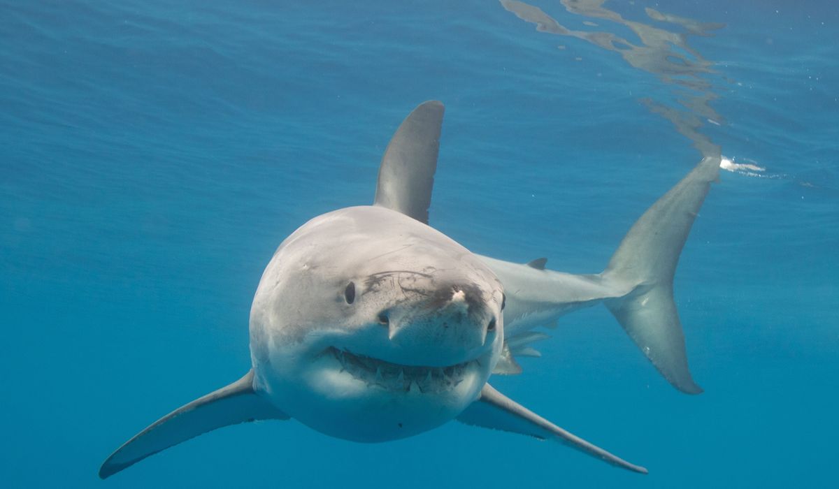 Great White Bites Lifeguard Device, Pulls 71-Year-Old Off Maine Coast